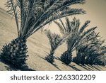 Palms  Palm Plants  Tree  Crown ...