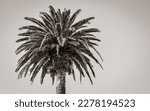 Palm Trees In Cape Town  South...