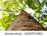 Small photo of Background Texture and greeny leaf of White Oil Tree in Forest of Tarakan, North Kalimantan