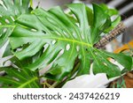 Small photo of Famous plant nowadays, Monstera Deliciosa Tropical Leaf, or Janda Bolong in Bahasa Indonesia. Commonly use for home indoor interior decoration