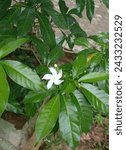 Small photo of Beautiful white flower in greeny leaves