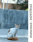 Small photo of Cats, white cats, beatiful white cats, cat wallpaper, white cat wallpaper, cat wallpaper, landscape white wallpaper, landscape