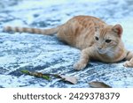 Small photo of Cats, brown cats, beatiful brown cats, cat wallpaper, brown cat wallpaper, cat wallpaper, landscape brown wallpaper, landscape
