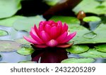 Small photo of Lilliputian Wonders: Unveiling the Delicate Beauty of Pygmy Water-Lilies