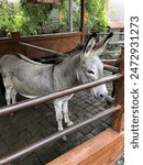The grey donkey on its cage