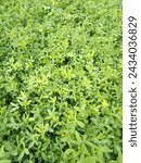 Small photo of Berseem is a fast growing, high quality forage that is mainly cut and fed as green chopped forage. Flowers are yellowish-white in color. Berseem can be sown alone or in combination with other species.