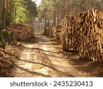 forestry, forest work, timber industry, timber harvesting, tree felling, forestry machinery, timber skidding, forest roads, timber removal, forest tractor, stacks, forest saws