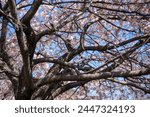Interlacing branches of a...