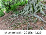 Big Tree Roots In Kintrishi...