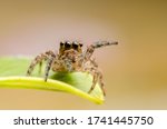 macro closeup on Hyllus semicupreus Jumping Spider. This spider is known to eat small insects like grasshoppers, flies, bees as well as other small spiders.