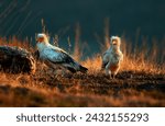Small photo of Scavenger vultures fight for food. Egyptian vulture eating. Vultures feed at sunrise. Sunrise in the Eastern Rhodopes in Bulgaria. Vultures are scavengers when consuming food. Scene from wild nature.