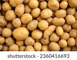 Top down view of many organic, freshly dug potatoes. Agricultural background texture