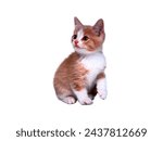 cat Cute orange striped tomcat kitten looking