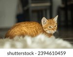 A young tomcat lies on a fur