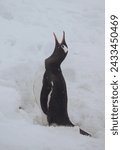 Small photo of Antarctica, Antarctic, Seals, Penguins and Birds, Turns, Cute, Polar, shackleton, penguin, shipwreck, polar explorer wildlife