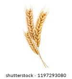 Vector Wheat Ears Spikelets...