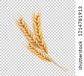 Vector wheat ears spikelets with grains. Realistic oat bunch, yellow sereals for backery, flour production design. Whole stalks, organic vegetarian food packaging element. Transparent background