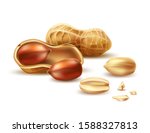 realistic peanut in nutshell ... | Shutterstock .eps vector #1588327813
