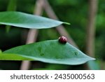 Small photo of The red-clad leaf beetle is alone on a green leaf or perhaps waiting for its mate