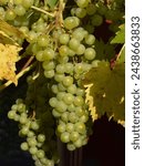 Small photo of Close up of grapes hanging on branch. Hanging grapes. Grape farming. Grapes farm. Tasty green grape bunches hanging on branch. Grapes. Close-up of a blue grape hanging in a vineyard