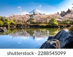 japanese garden pond with cherry blossoms in full bloom and mount fuji,

