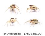 Jumping Spider Isolated On...