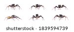 Set Collection Spider Male...