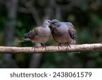 Small photo of Gossip... A female trait seen in these Whispering Oriental Turtle Doves. Perched on a branch in the jungle of Sattal Uttarakhand.