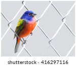 Painted Bunting On Fence