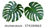 Two tropical jungle monstera...