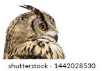 Head Of Adult Horned Owl In...