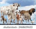 Farmyard companions  cows ...