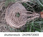 Small photo of Nest of Bird.Every biodiversity needs its own home ,A bird collects the grass from here and there then uses creative skills in the making of a nest.Unfortunately a lot of nests come under the forest