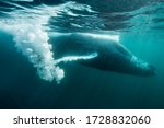 Humpback Whale Underwater View...