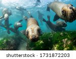 Southern Sea Lions In Shallow...