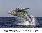 Humpback Whale Breaching During ...