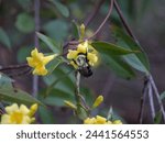 Small photo of Carpenter bee on Carolina Jessamine blossom.