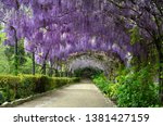 Beautiful purple wisteria in bloom. blooming wisteria tunnel in a garden near Piazzale Michelangelo in Florence, Italy.