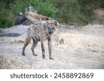 Hyena photographed in the wild  ...
