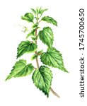 Fresh Young Green Nettle Herb...