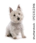 West Highland White Terrier Dog ...