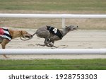 Greyhound dogs racing in a stadium