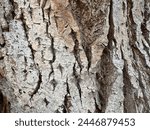 Detail of wood grain on a tree