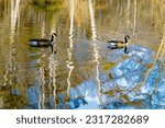 Small photo of Geese swimming on pond in North Chagrin Reservation