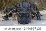 Florida alligator staring at you
