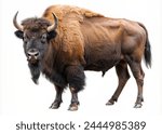 Bison isolated on white...