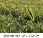 Small photo of A flowering grass (Phleum pratenese, Timothy grass, Japanese rosary, Sateria or other) looks like a caterpillar with small hairs in the afternoon sun.