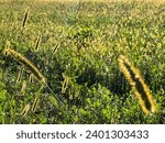 Small photo of A flowering grass (Phleum pratenese, Timothy grass, Japanese rosary, Sateria or other) looks like a caterpillar with small hairs in the afternoon sun.