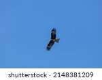 Red Tailed Hawk Flying Over The ...