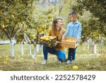 Small photo of Happy family picking Quince on a farm. The young and worthy people are gathering the fruit of their orchard. Family Work in the orchard. Mother with son at Quince farm